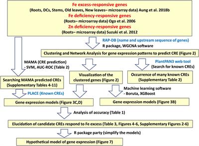 Elucidation of Novel cis-Regulatory Elements and Promoter Structures Involved in Iron Excess Response Mechanisms in Rice Using a Bioinformatics Approach